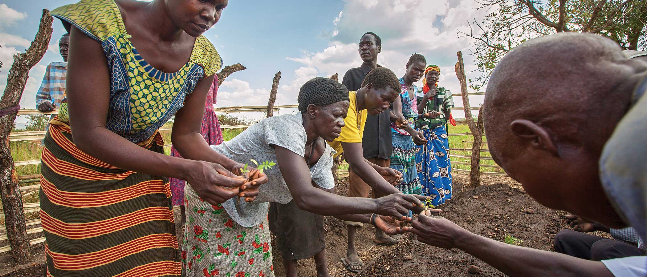 In the Gulu District of Uganda villagers learn permagardening, sponsored by CAFWA, Community Action Fund for Women in Africa, which integrates water-saving practices, soil fertility, companion-planting knowledge, and enriched raised beds.