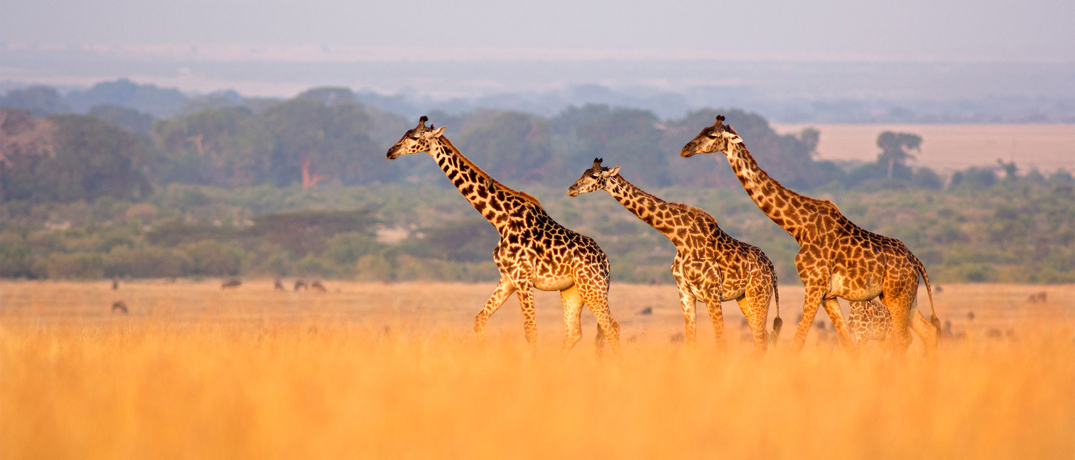 Three Masai giraffe against the backdrop of the Masai Mara, Kenya.