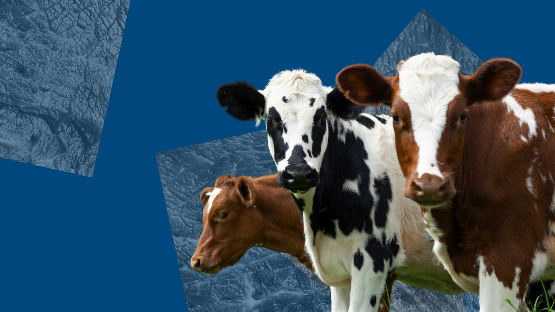 An image of three cows with a blue background