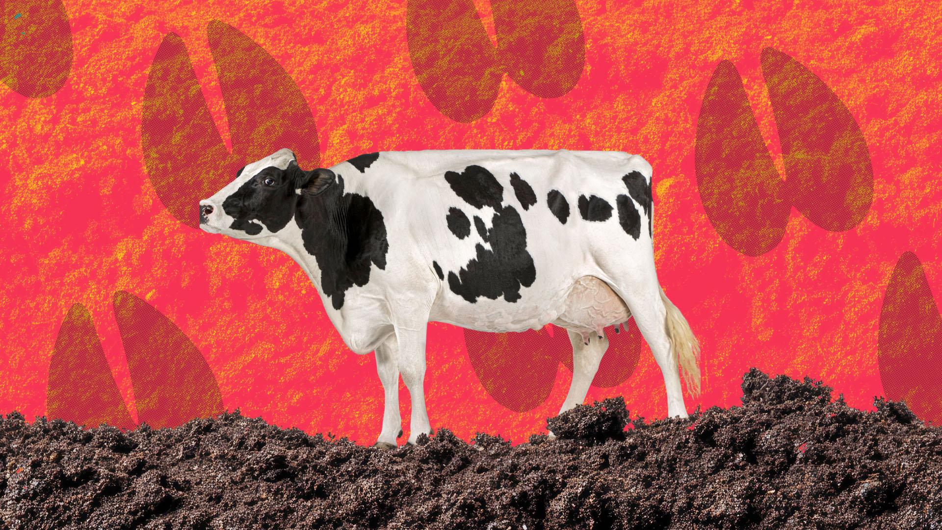 An image of a cow with a red background covered in hoofprints