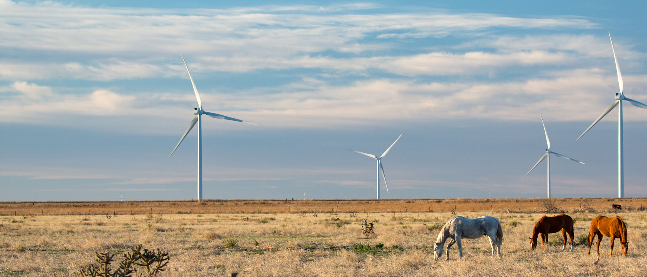 Horses graze in a field with wind turbines in the distance.