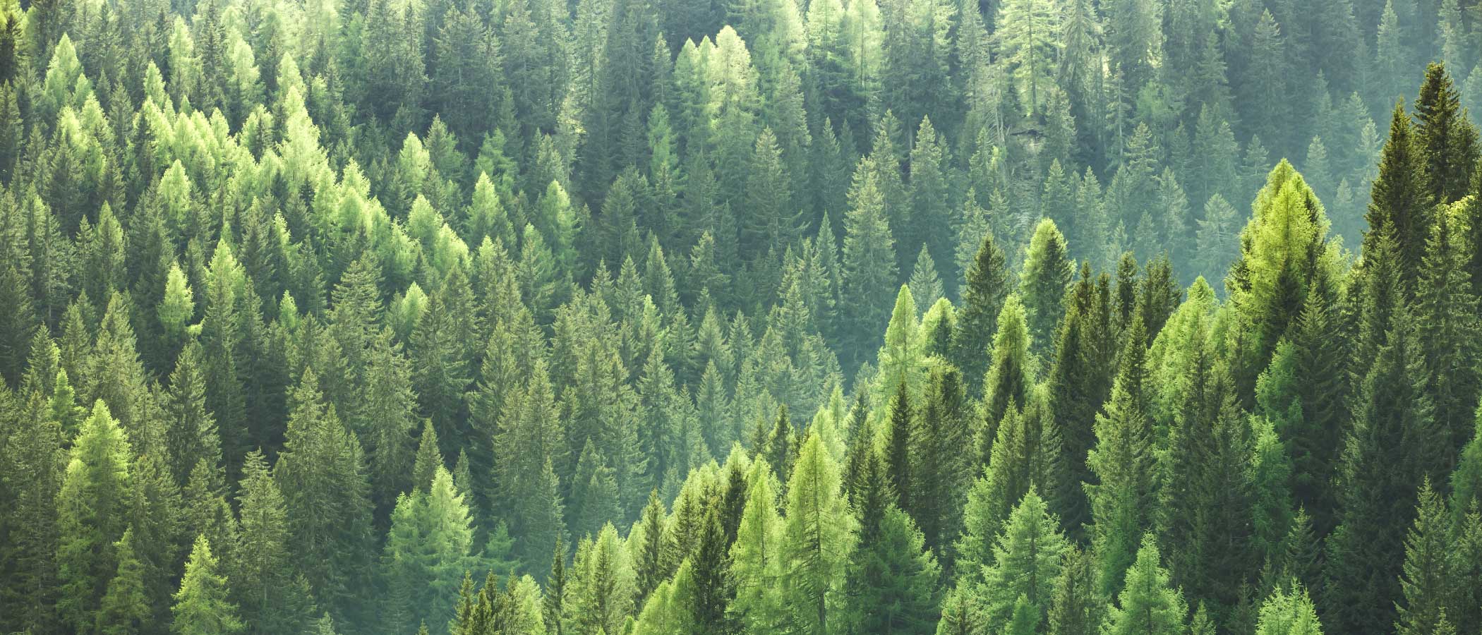 Densely packed young green pine trees covering multiple ridges of a hillside.