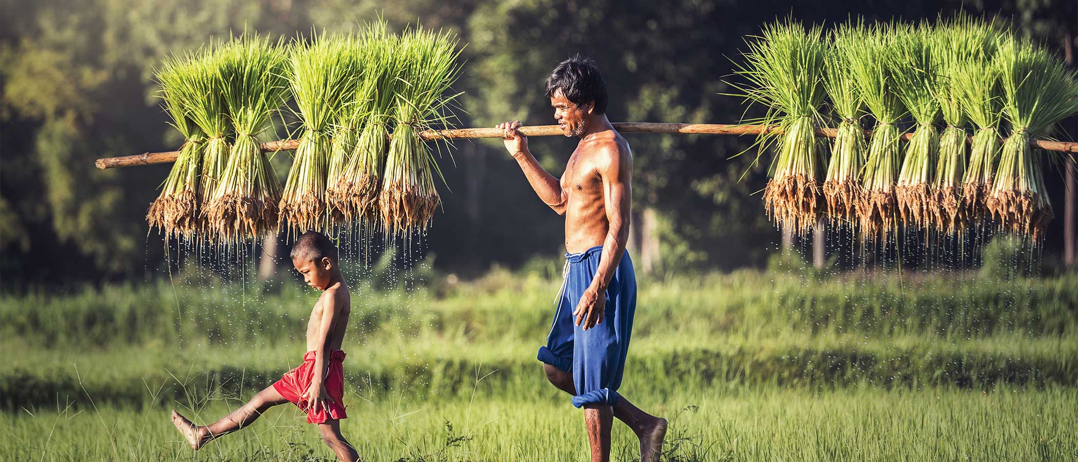 Man and child carrying rice plants tied to a long pole.