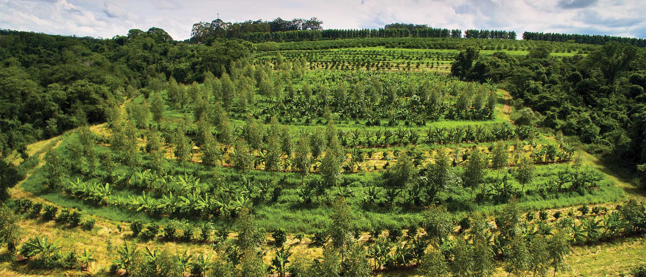 Hillside of a farm employing regenerative farming and agroforestry practices.