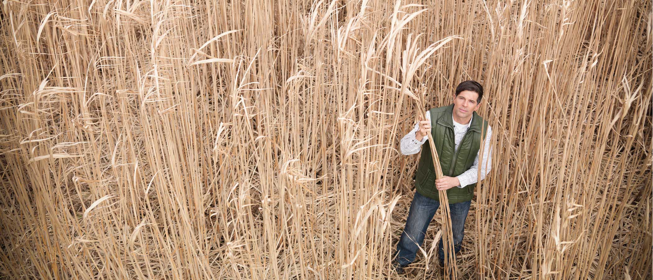 Farmer in a field of Miscanthus at harvest time.