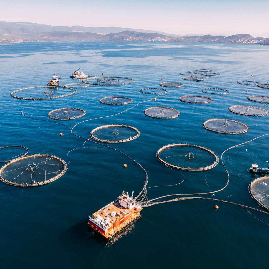 An image of an aquaculture facility