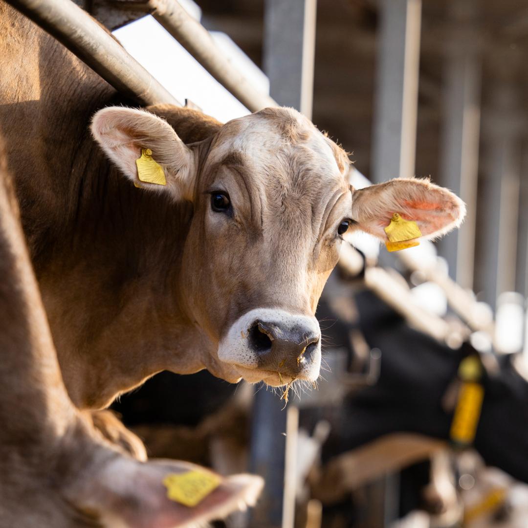 Cow at feeding station