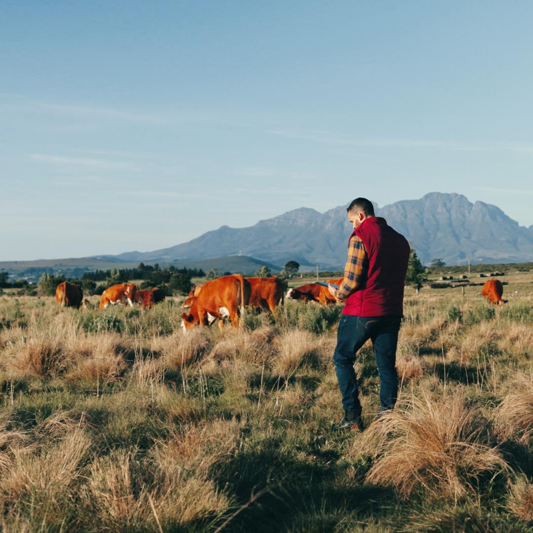 Rancher holding a tablet device walks among grazing cattle