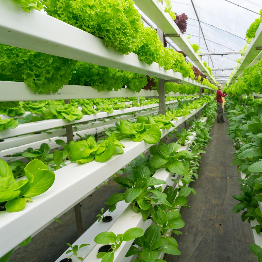 An image of a vertical farm featuring rows of vegetables