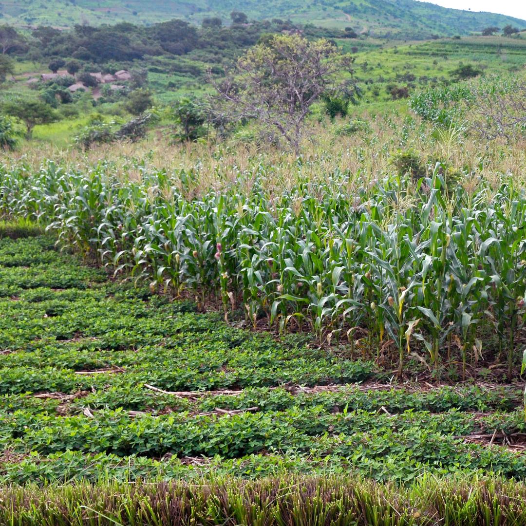Crops in a field
