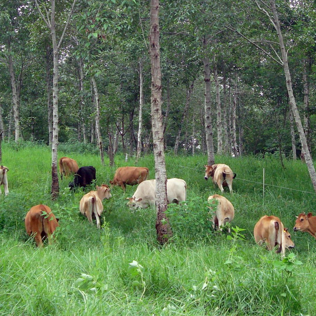Cows grazing among trees