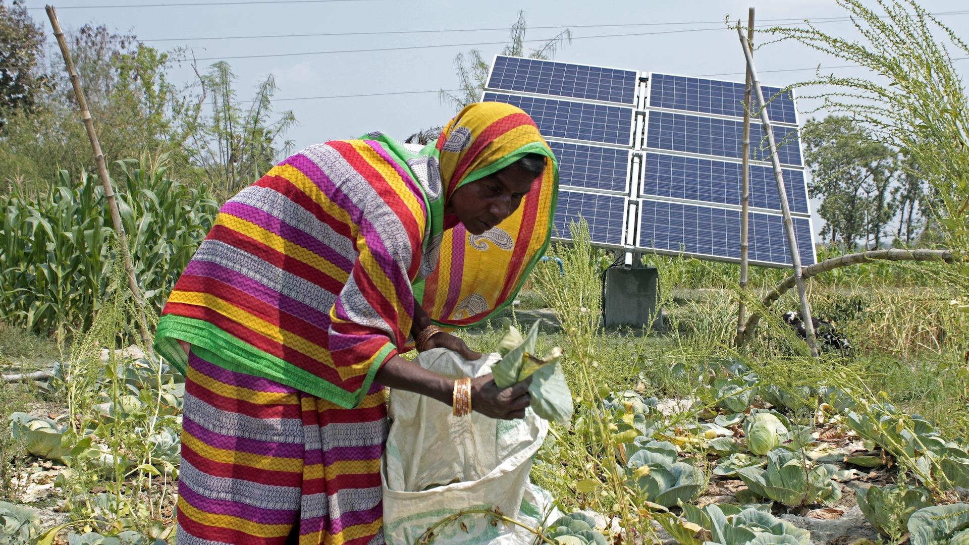 Woman gathering crops in a field with solar panel in background