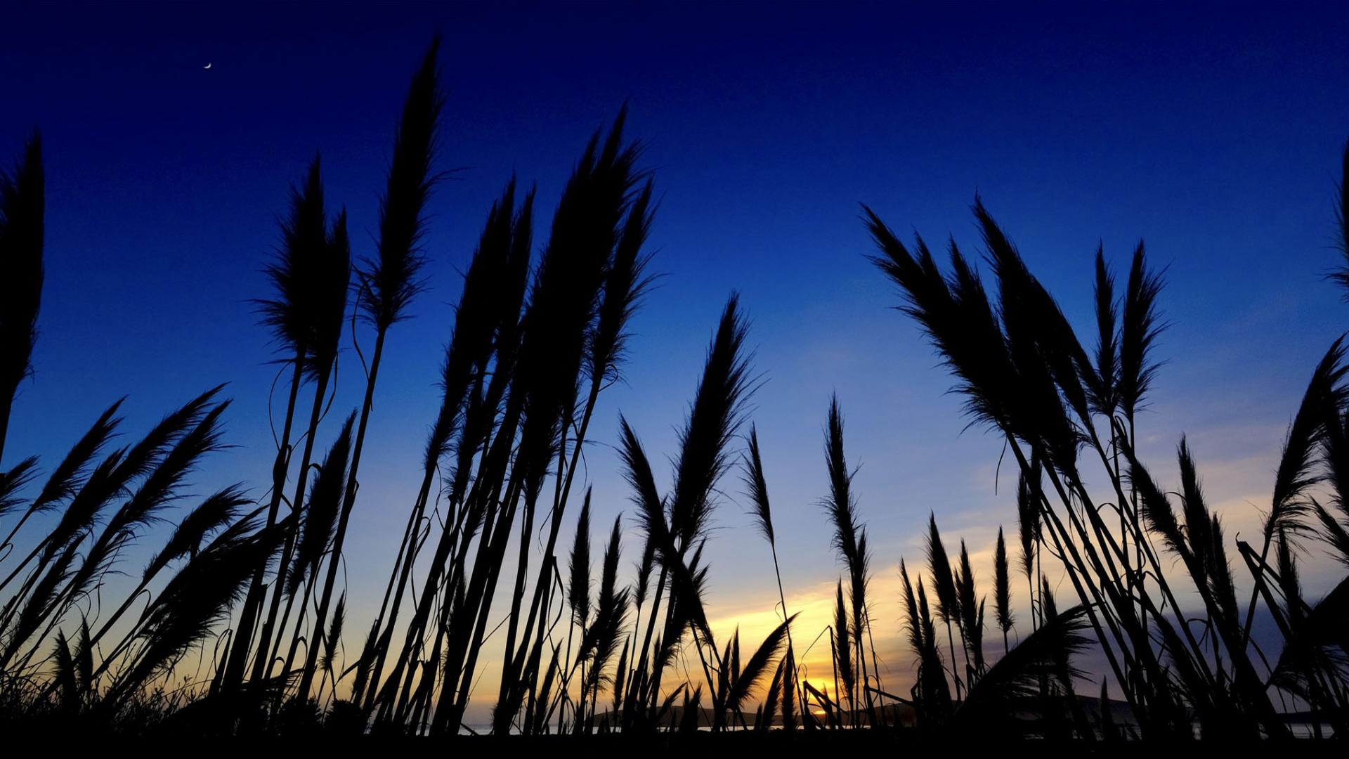 Grasses against sky at dusk