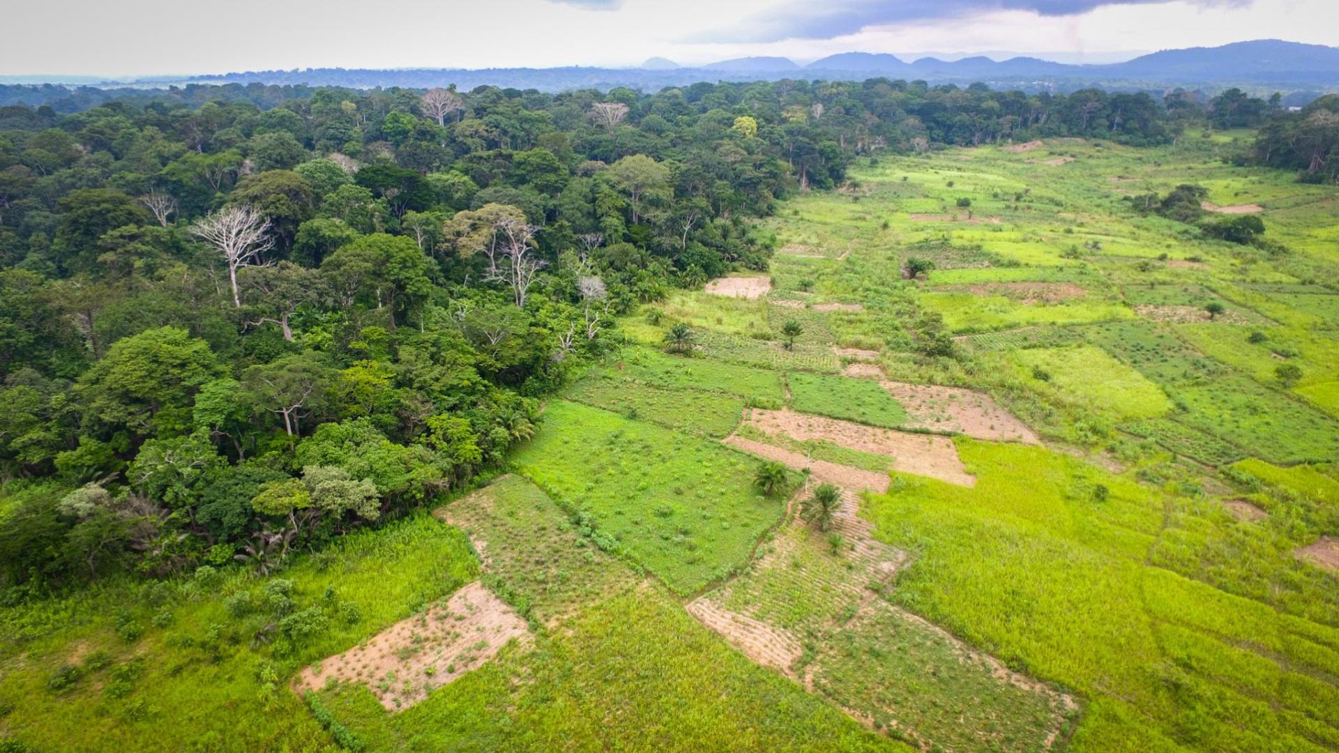 Aerial view of a Transition Forest area in Bokito, Cameroon
