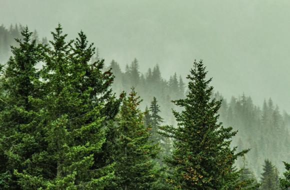 Boreal forest