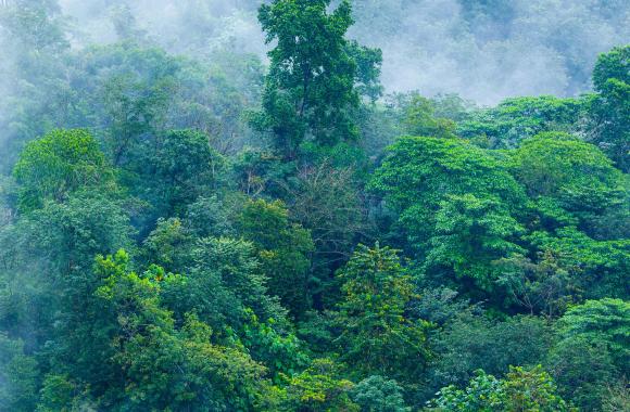 Fog sitting among trees of a dense forest canopy