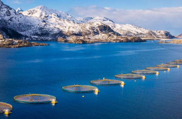 Ocean farms in body of water